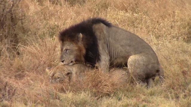 Mating Lions