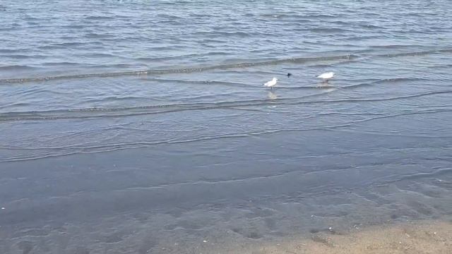 АНАПА - ЧП! МОРЕ ЧЁРНОЕ И ВОНЯЕТ! ГДЕ ХОРОШО? 30.08.2020 ЦЕНТРАЛЬНЫЙ ПЛЯЖ! смотреть онлайн