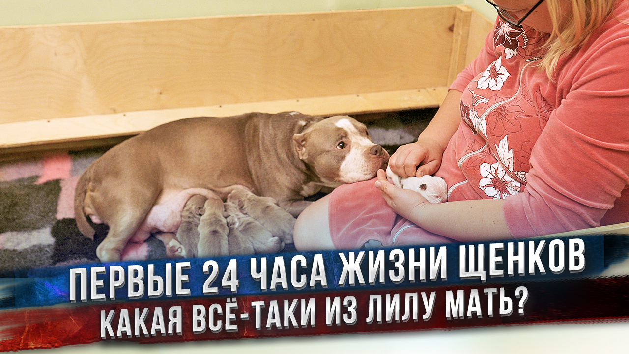 Щенки с Лилу в безопасности? смотреть онлайн
