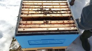 Весна Стимулируем пчёл на развитие ! Ускоряем развитие пчелосемей !