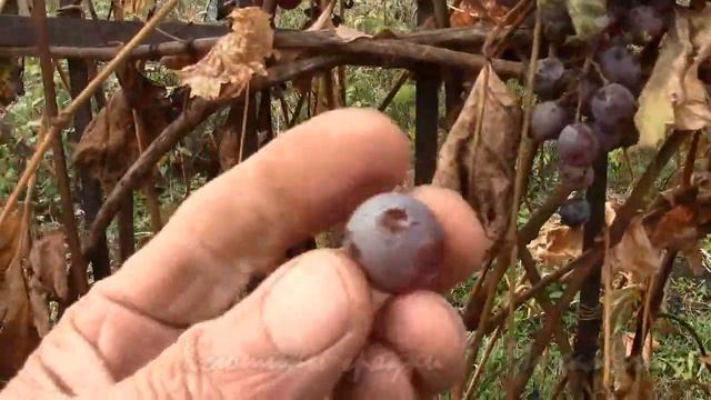 ОКТЯБРЬСКИЕ ЗАРИСОВКИ. Осенние работы (часть 3) Начало листопада.Проверяем лозу на вызревание. смотреть онлайн