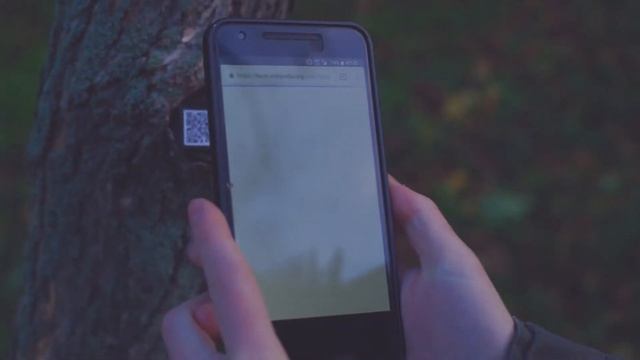 Páfrányfenyő - Ginko Biloba