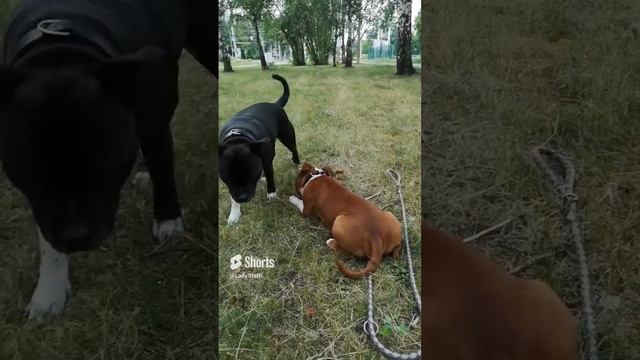 Щенок сильно "тянет поводок" смотреть онлайн