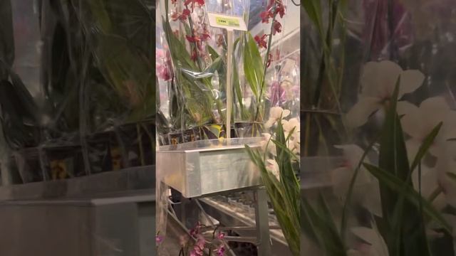 Быстрый обзор орхидей из Сангрина в Саратове от 16.02. смотреть онлайн
