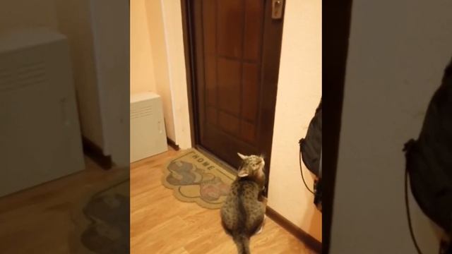 У меня есть дома кот. смотреть онлайн