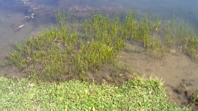 Mister Adrian на страусиной ферме/ Видео для детей смотреть онлайн