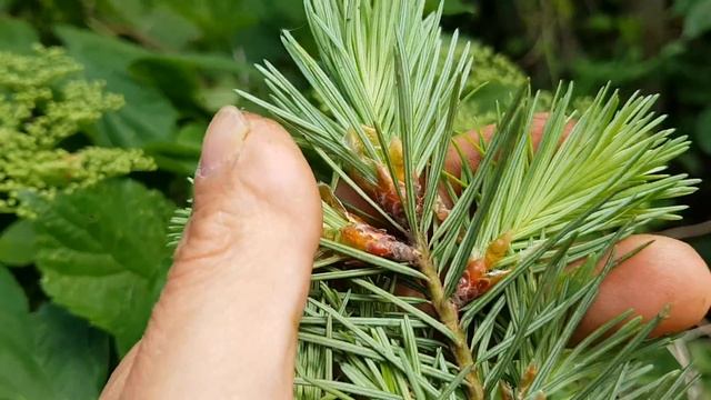 Gew. Douglasie - Nadlen - 10.05.18 (Pseudotsuga menziesii) - Bäume (Blätter) bestimmen смотреть онлайн