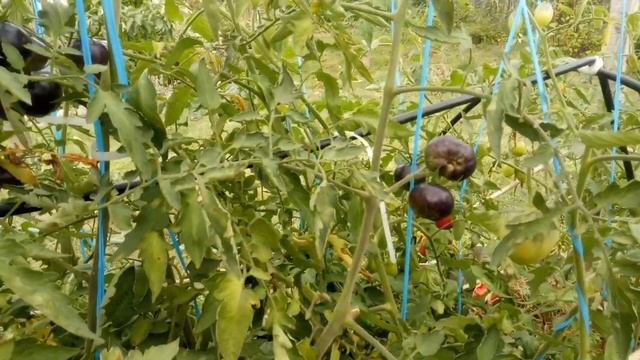 Томаты устойчивые к фитофторозу и кладоспориозу в открытом грунте в сентябре, Нижегородская област смотреть онлайн