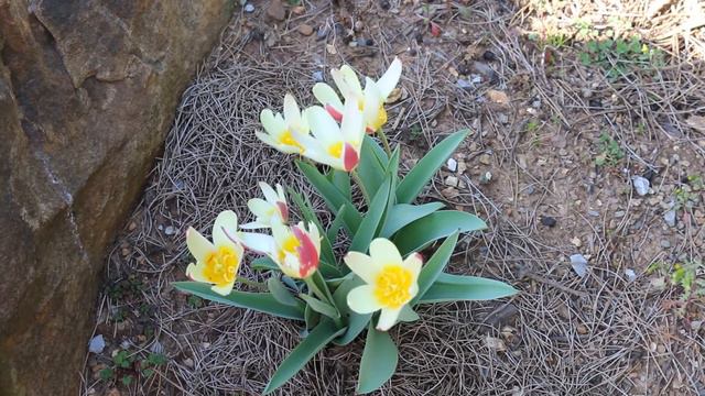 Lady Tulip (Tulipa Clusiana) - Plant Identification