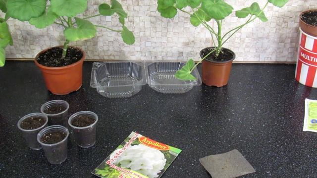 СЕЕМ ГЕРАНЬ. СЕКРЕТ СВЕРХ БЫСТРЫХ ВСХОДОВ. ПЕЛАРГОНИЯ ИЗ СЕМЯН смотреть онлайн