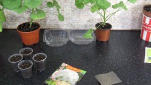 СЕЕМ ГЕРАНЬ.  СЕКРЕТ СВЕРХ БЫСТРЫХ ВСХОДОВ. ПЕЛАРГОНИЯ ИЗ СЕМЯН