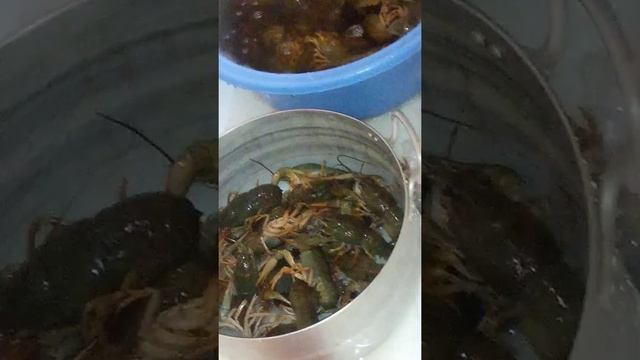 Где раки зимуют?? смотреть онлайн