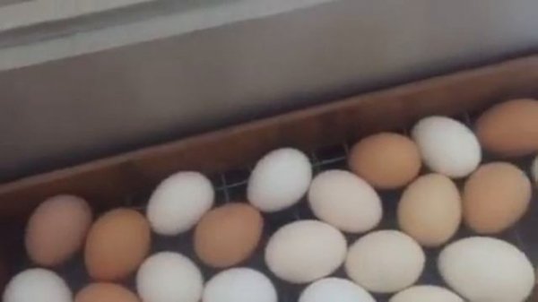 Инкубация куриных яиц по шагам для чайников / 19-21 сутки