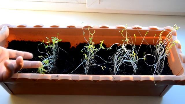 Выращиваем дома на подоконнике петрушку, базилик и кориандр Мой опыт смотреть онлайн