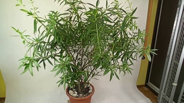 Олеандр в комнатных условиях! Так ли он опасен, как это преподносят "доброжелатели"??? смотреть онлайн