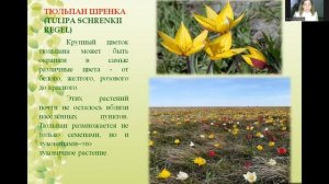 Внеурочная деятельность. Курс "Моё Оренбуржье", Тема: Красная книга. Первоцветы Оренбургской област