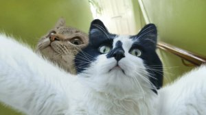 Кото-смешилки: Самые забавные котики в мире! 🤪 Самые смешные животные 2024 😂 #7