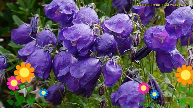 Колокольчик темноватый Вилсон. Краткий обзор, описание campanula biebersteiniana G.F.Wilson смотреть онлайн