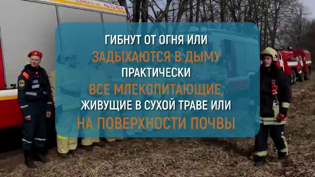 Чем опасен пал травы.mp4 смотреть онлайн