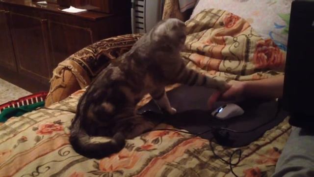 Box with a cat. Scottish fold.Just. Бокс с котом. смотреть онлайн