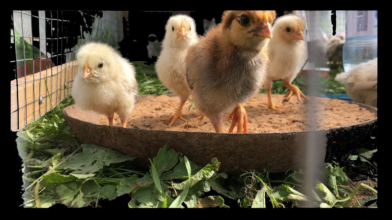 #65. Крупные потери в хозяйстве!:( [Жизнь на своей земле] смотреть онлайн