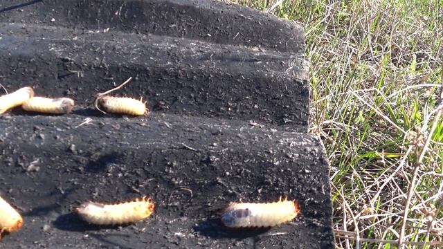 Павловния. Вредители и не только...(часть 2, не для слабонервных) смотреть онлайн