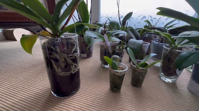 Полив орхидей, удобрения и Цион ??? смотреть онлайн