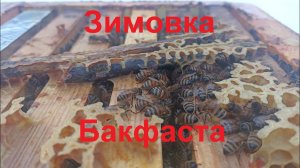 Зимовка отводка Бакфаст