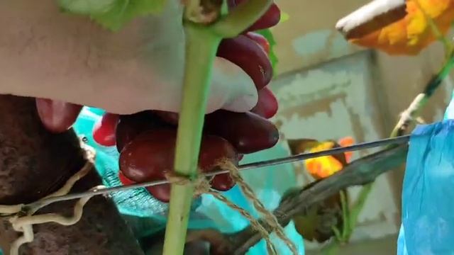 Красная планета, Мускат соломка, Казанова, Анита виноград Теплова Татьяна смотреть онлайн