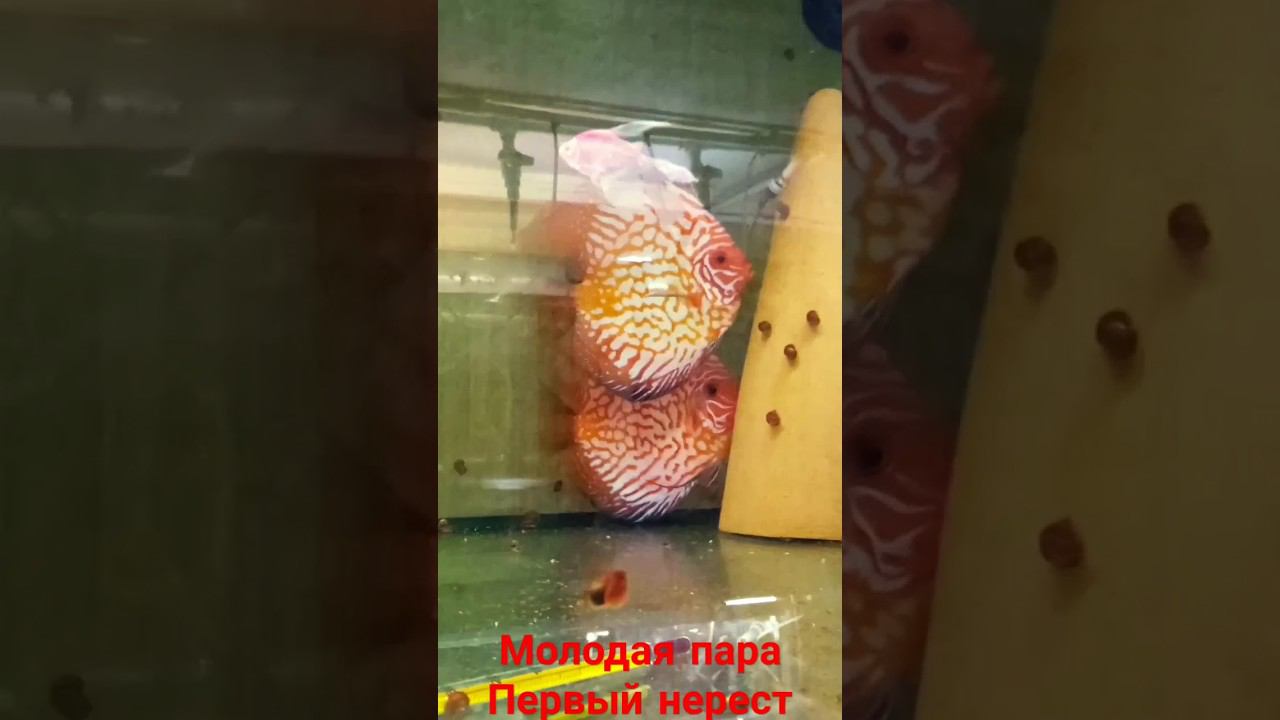 Новая молодая пара Пидженов, ждём личинку #aquarium #аквариумныерыбки #discus #аквариум #дискусы смотреть онлайн