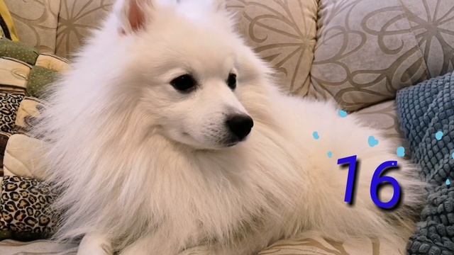 30 ФАКТОВ О СЕБЕ | БАЙКАЛ ПЁС | BAIKAL PIOS смотреть онлайн