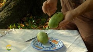 АЗИМИНА сорта PRIMA, OVERLEESE, SUNFLOWER