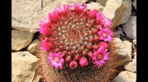 Маммиллярия  уход в домашних условиях,виды с фото и названиями