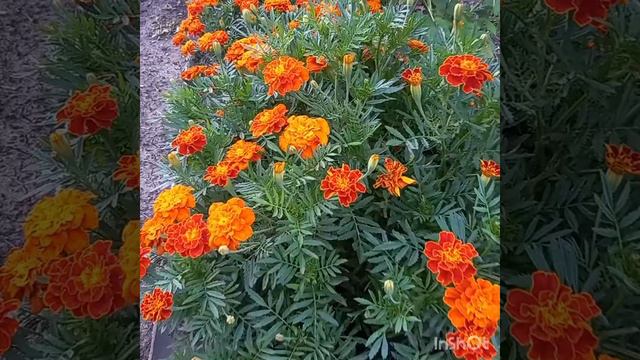 Удивительная сила этого растения!!!Успейте запастись цветами☝☝☝🌺🌺🌺💪😇 смотреть онлайн