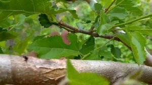 Как отличить женские цветы шелковицы от мужских