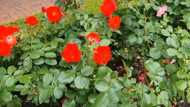 Пятна на листьях роз. смотреть онлайн