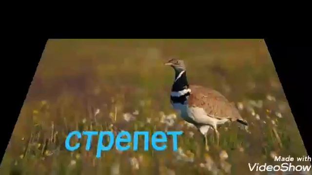 "Менің ауылымның жануарлар әлемі" бейне танысу. "Животный мир моего села" видеознакомство смотреть онлайн