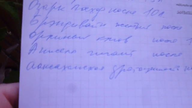 Отличная рассада томатов получилась. Индеты с бутонами поедут на дачу в первую очередь.. смотреть онлайн