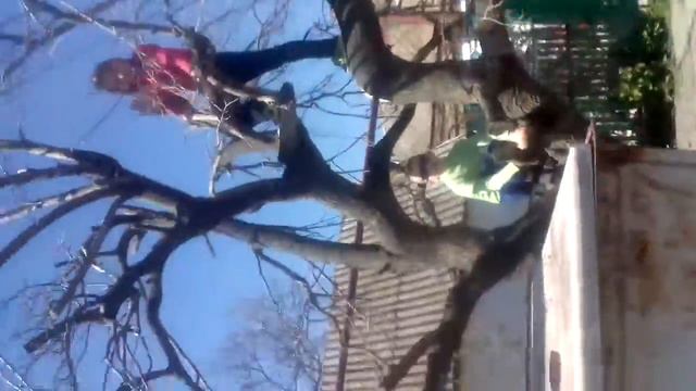 Вата на дереве смотреть онлайн