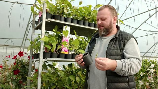 Tutorial butas Magnolia Soulangeana смотреть онлайн