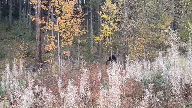 Глухаря влет дробью 7