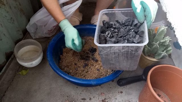 Эуфорбии! Моя посадка смотреть онлайн