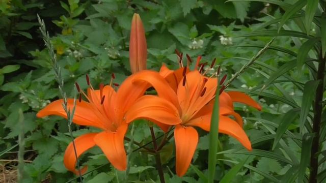 Лечим носоглотку, гайморовы пазухи. Боремся с вазомоторным ринитом Для мужчин и женщин смотреть онлайн