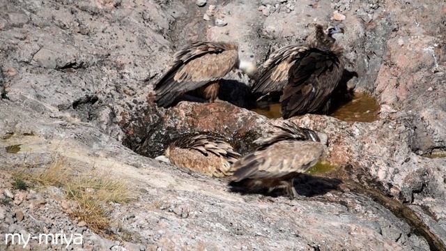 ГрифЪера. 5.10.2015 смотреть онлайн