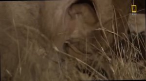 Хищники Африки. Львы убийцы. Убийцы из Серенгети.