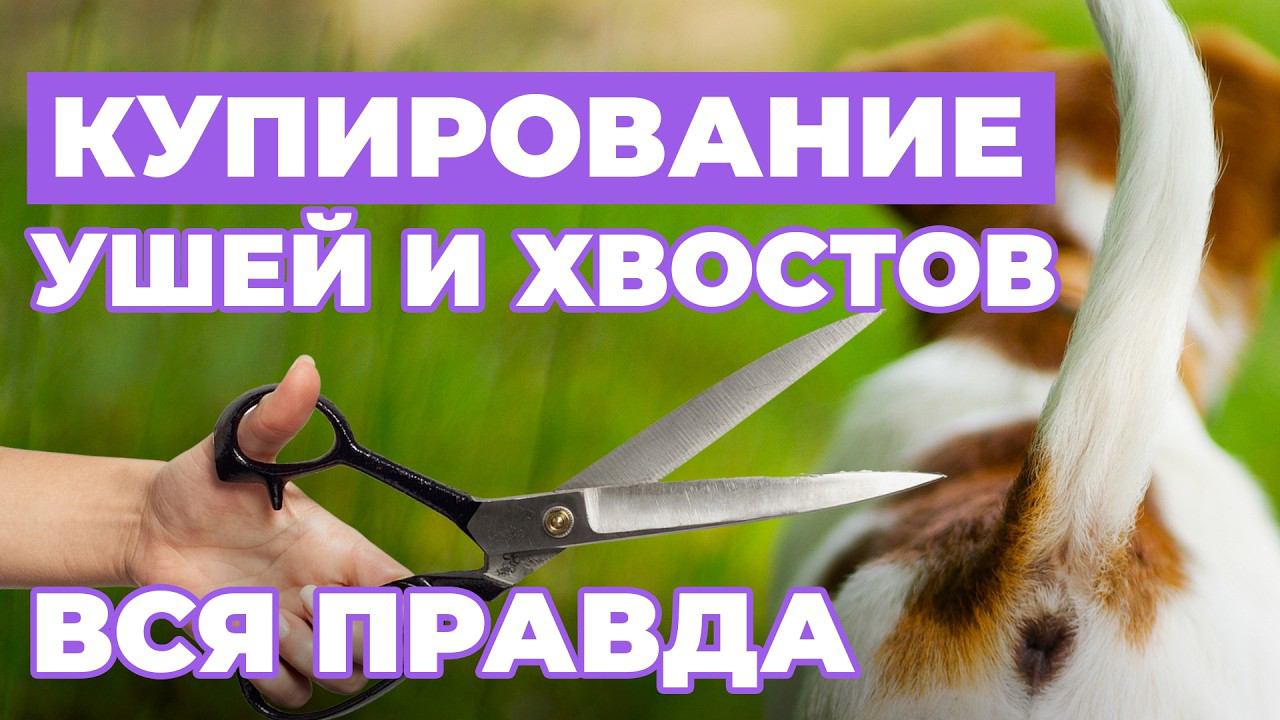 ВСЯ ПРАВДА о купировании хвостов и ушей❗️ Жестокость или Необходимость❓ смотреть онлайн