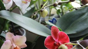 ОТ ЭТОГО УДОБРЕНИЯ ЗАЦВЕТАЮТ ВСЕ ОРХИДЕИ ! СУПЕР ПОДКОРМКА ДЛЯ ФАЛЕНОПСИСОВ !