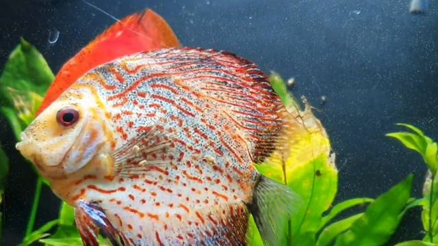 #fish#fisch#Fisch#Fische#рыба#рыбалка#Аквариум#аквариумные рыбки#рыбак#рыбалка#poisson смотреть онлайн