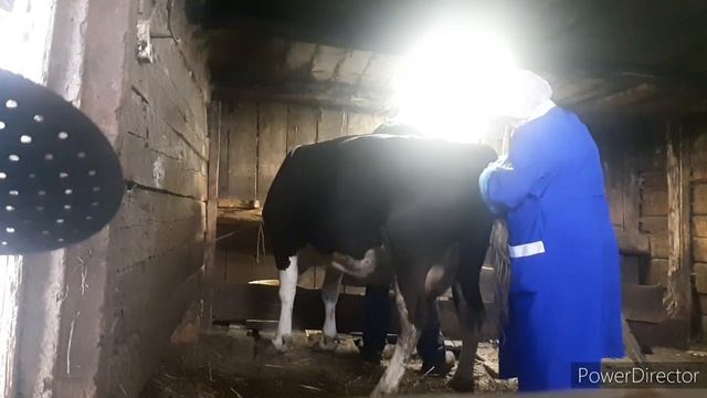 Испортилась корова/вынесли мозги! смотреть онлайн