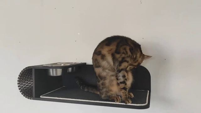 Полка настенная гнутая с мисками для кошек. смотреть онлайн